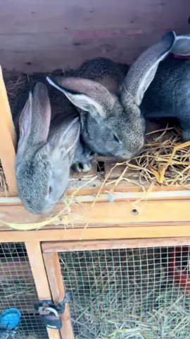 Géant des Flandres ❤️#elevage #rabbit_🐰💓 #pourtoi #senegalaise_tik_tok @MATAR'S BREEDING 