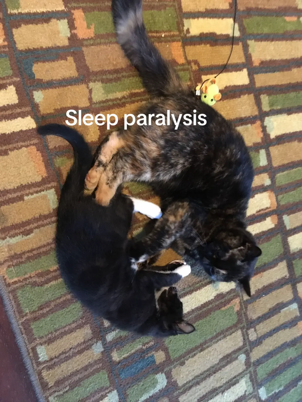 This trend i literally killing me its so sad😭😭😭 #cat #mybabys #sleepparalysis #iswornicouldvefeltyouthere #sad #trend 