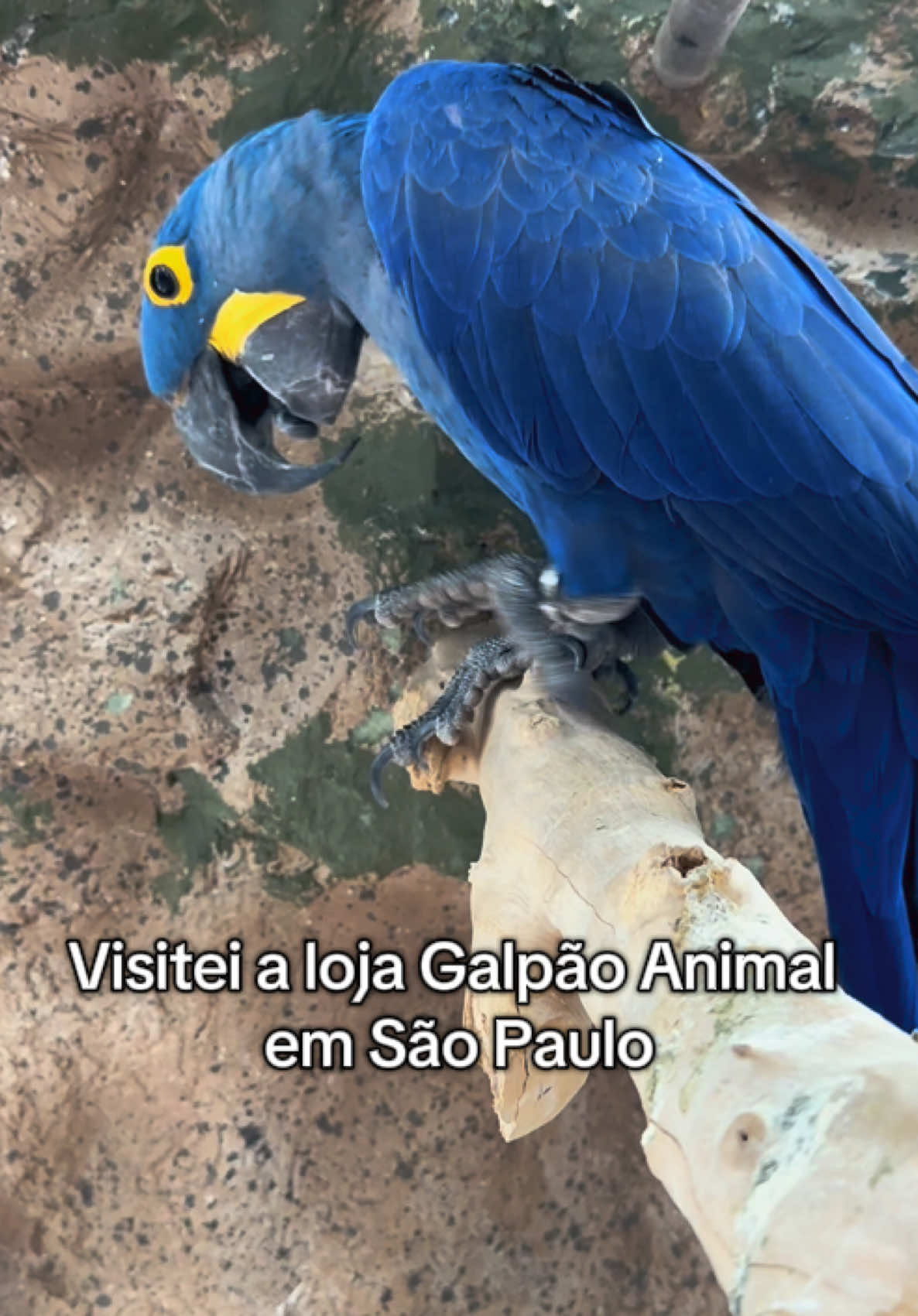 Visitando a loja de animais exóticos, galpão animal! 🦜🐍🦂  #foryou #fyp #fypシ゚ #tiktok #you #tik_tok #foryoupage #paravocê #paravocepagina #fypシ゚viral🖤tiktok #brasil #saopaulo #tiktokviral #galpaoanimal #animal #animalexotico #exotico #bicho #bichodeestimacao #estimacao 