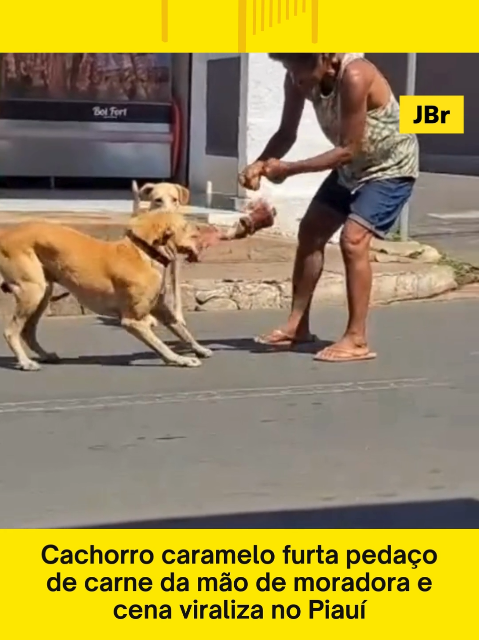 🐶 O famoso “jeitinho caramelo” atacou novamente! Em Bom Jesus (PI), um cachorro caramelo foi flagrado roubando um pedaço de carne direto das mãos de uma moradora. A cena inusitada arrancou risadas e viralizou nas redes sociais, reforçando a fama dos caramelos como os mais “espertinhos” do Brasil. 📹: Reprodução #caramelodog #viral #bomjesuspi #cachorroesperto #jornaldebrasilia