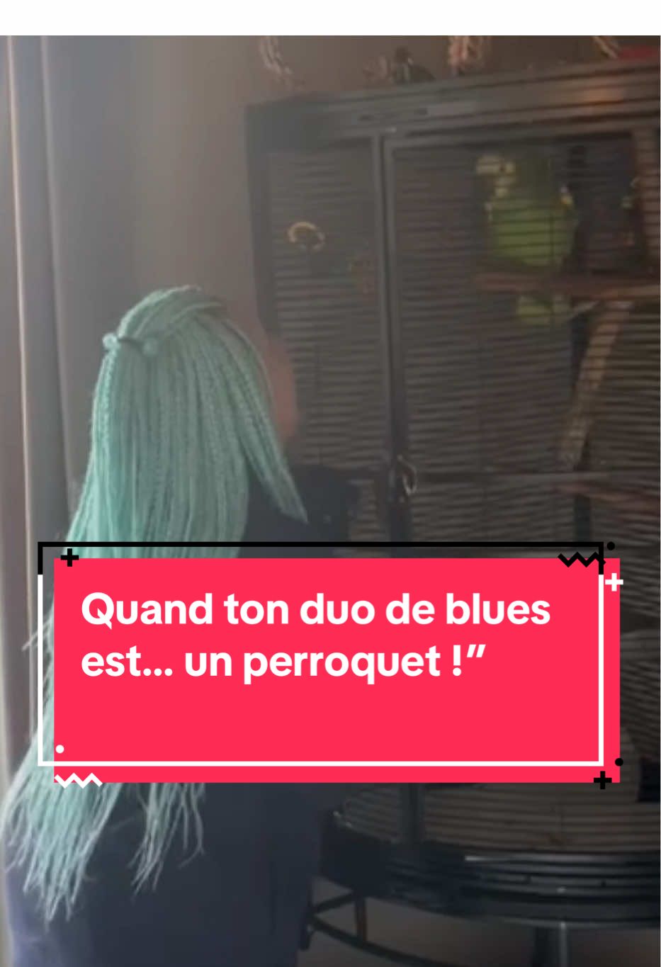 Aujourd’hui, j’ai trouvé mon nouveau partenaire de scène… à plumes ! Petit délire blues avec ce perroquet incroyable : je chante, il me répond… et franchement, il a du talent ! Attention à la fin, il vole carrément la vedette !  #Par#Parrote#Duetn#FunnyMomenta#ChantEtPerroquets#Musiquem#MomentMagiques#Insoliteo#GoodVibesuRire #minablueofficial #minabluelive #funnymoment  #VoiceEffects 