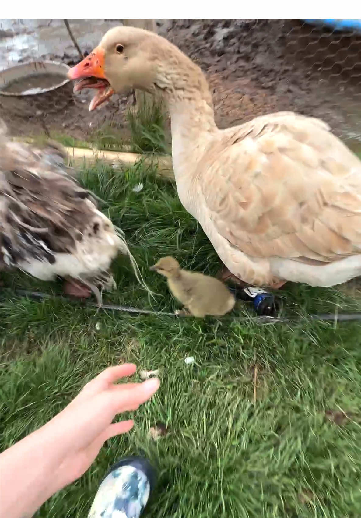 The farm chaos ensues 😌 don’t forget to go watchy my full REPTILE BUILDING TOUR if you haven’t seen it yet!! PS I pick up the baby goose every day to socialize it and check on it! 🪿 It hatched while I was in Japan so it’s taking some work to tame it down lol #animals #farm #geese