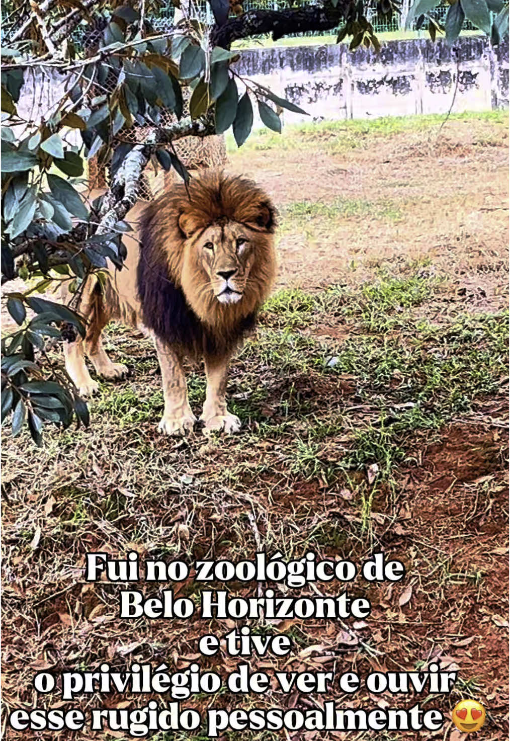 Visita ao zoológico;tive esse privilégio 🦁😍❤️ #zoologico #reidaselva #fy #foryou #foryoupage #explore #explorar #bh #leao #pampulha#CapCut 