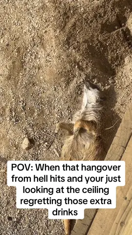 #hangovers #sendhelp #funnyanimalvideos #animaltok #funnyrelatablecontent #relatable #hungover #funnybuttrue #fyyyypppppppppppppp #fyp #fyyyypppppp #fyyyppppppppp #beer #drinking #pub #club 