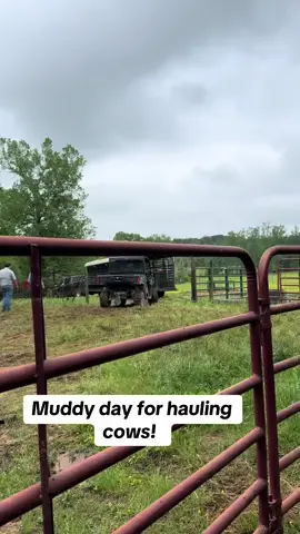 #farm #canam #workingcattle 