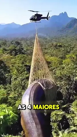 As cobras maiores do mundo 🌍😱 #cobra #curiosidades #gigante #gigante #animais 