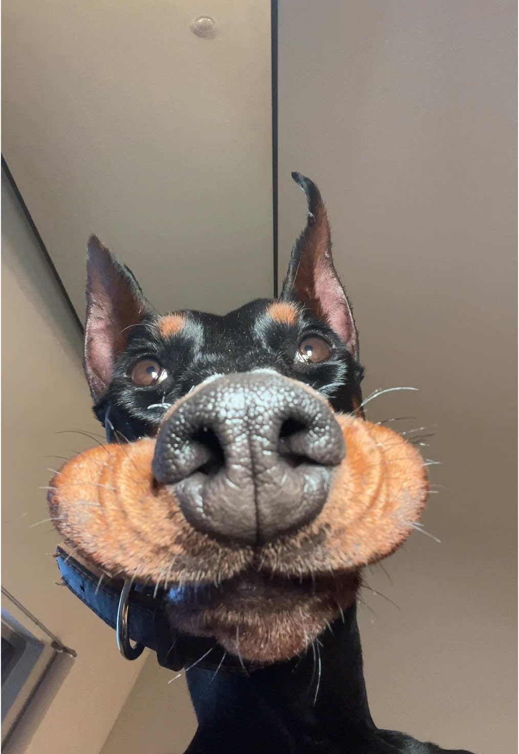 Hims got yogurt on hims nose @doberman