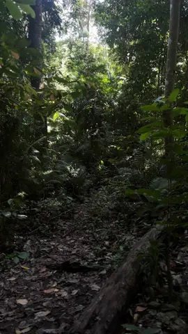 📍Lhok Keutapang Cut, Aceh Besar #lhokkeutapangcut #wisataaceh #wisataacebesar #lhokkeutapang #healing #solotraveling #forest #solo #hutan 