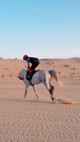 خخَـزام 🌷❤️❤️..#سباقات_الخيل #اكسبلور#خزام #خيل_وخياله🐎 #حصاني #ريس #حصان_عربي_أصيل #خيول #السعودية #ميدان # 