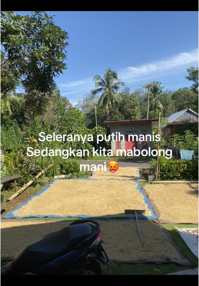 Musim panen telah tiba #fyp #anakpetani #panen #padi #bugis 
