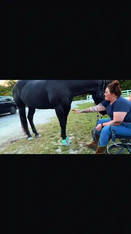 Truth. #florida #horses #horsesoftiktok #horsegirl #blackhorses #blackhorsesoftiktok #quarterhorse #blackhorse #whiskey 