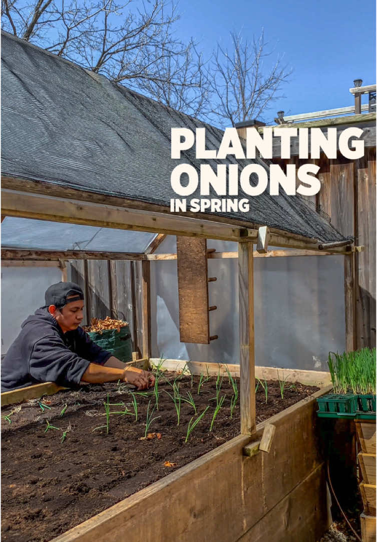 Get those onions planted in the garden🧅 #onions #gardening101 #gardentok #fypシ゚ 