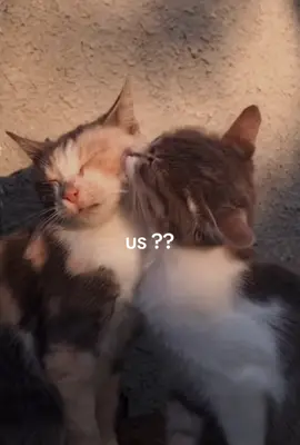 um like I have no motivation to edit but like ok yea  @grrabage  I hope this isn’t corny 😞 #cats #meow #us #fyp #foryoupage 