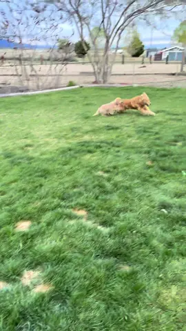 Vaders inner dialogue today playing with swift 😂😂 #crazygolden #sillydogs #cutepuppy #redbull #zoomies #puppyzoomiez 