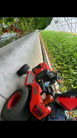 Un día más en la oficina 😮‍💨🍅 #cosecha #tomato #invernadero #greenhouse #cultivo #tomate #fyp #paratiiiiiiiiiiiiiiiiiiiiiiiiiiiiiii #foruyou #agriculture #canada_life🇨🇦 #fouryou 