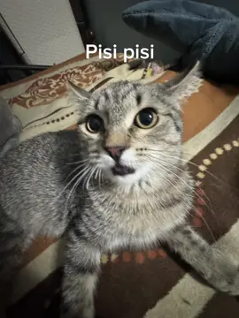 #meow 