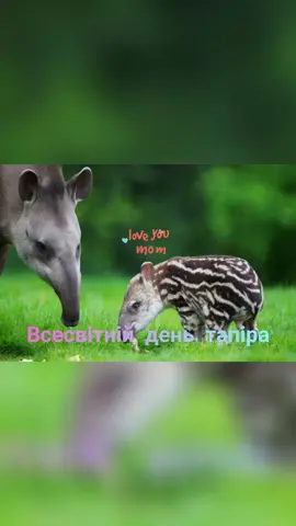#природа #тапір 