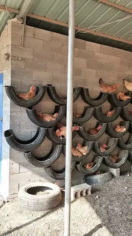 Tempat ayam bertelur pakai ban bekas #pertanian #peternakan #peternakayam #fyi