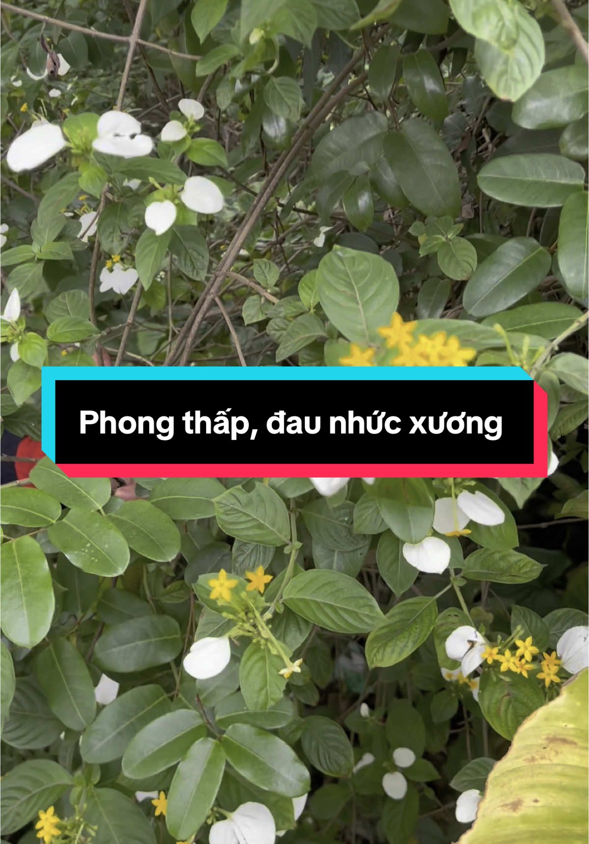 Vị thảo dược quý cho xương khớp phong thấp #thucthaoduoc #xuongkhop #suckhoechomoinguoi #xuhuongtiktok 