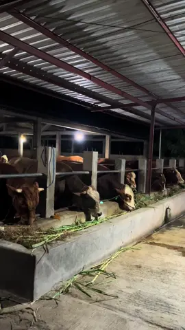 😇#sapi #sapisuper #sapijumbo #juragansapimuda #fyp #pyfツ 