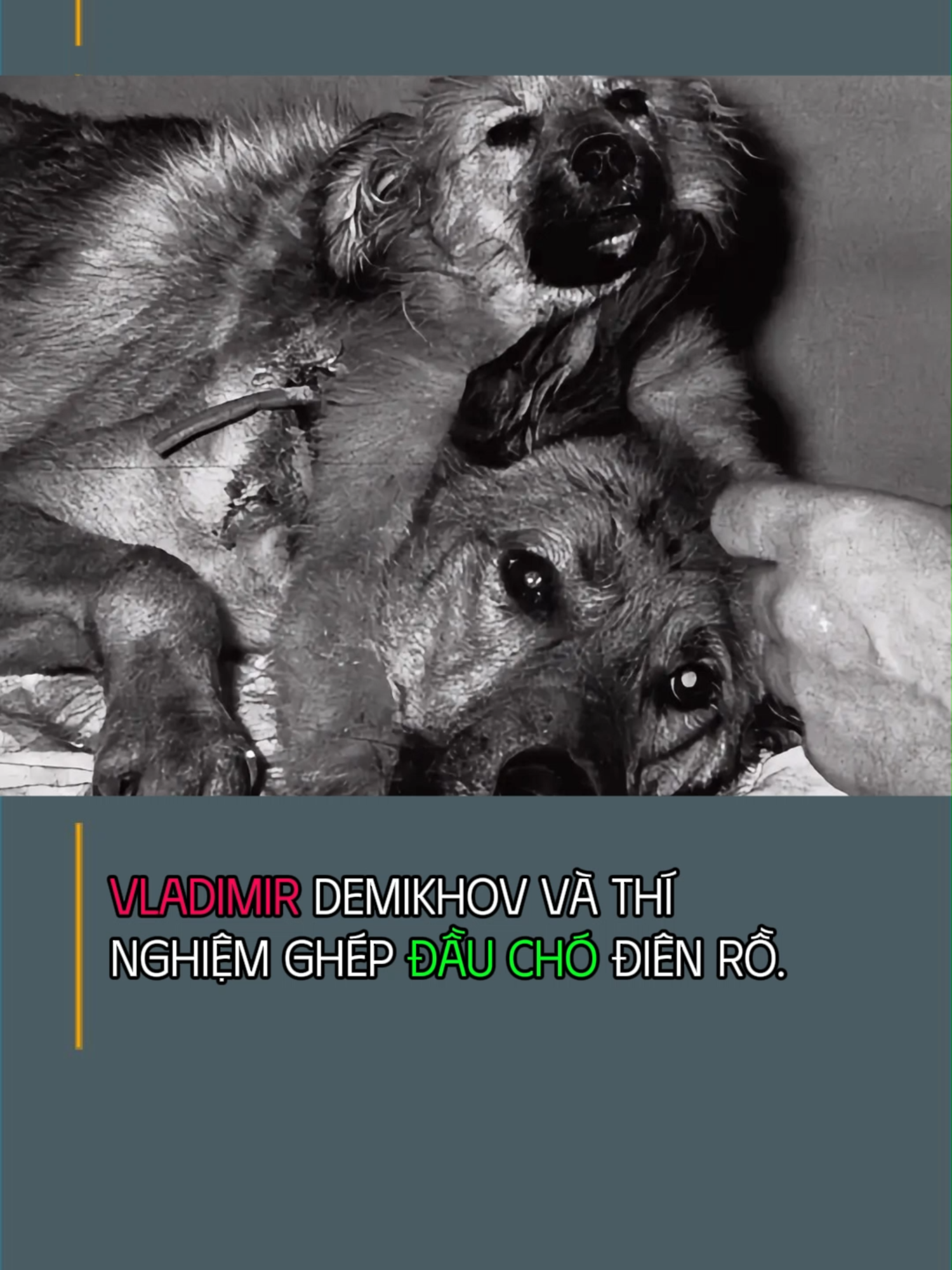 Vladimir Demikhov và Thí Nghiệm Ghép Đầu Chó Điên Rồ. #tintuc #kienthuc #cauchuyencothat
