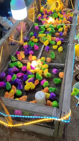 Viral mancing ayam warna warni. #ayam #viral #mancing #fypシ #hit #trending #game  #semuaorang #seru 