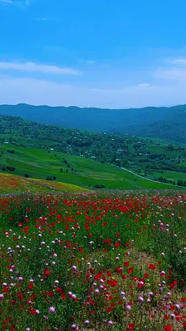 #Azerbaycanim🇦🇿 #Yardımlı #Bərcan #kendi #keşfet #keşfet #keşfet #keşfet #keşfet #keşfet 