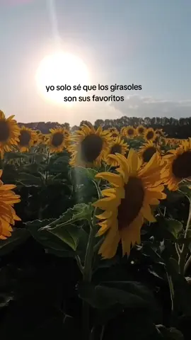 Le gustan #girasoles🌻 #fyp 