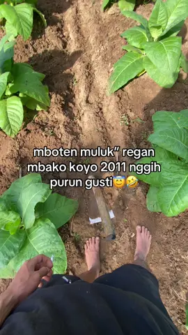 umpamane😂#bcaxyz #petanimuda #tembakau #fyppppppppppppppppppppppp 