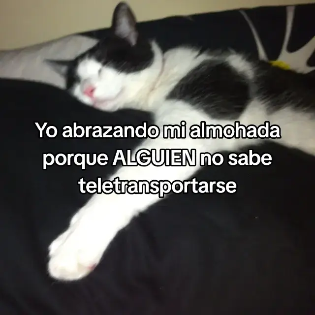 #kitten #cat #catlover #catsoftiktok #Love #boyfriend #amoaminovio #fyp #paraminovio #yo #kittensoftiktok #amor #identificarse #catlovers @Juaaneko<3 💗