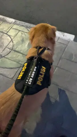 Geolgeol #fyp #k9 #goldenretriever 