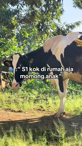 Aku rasa semua kembali ke pilihan masing-masing ya :)