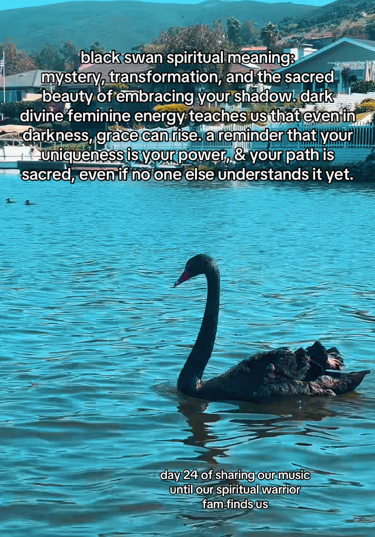 day 24 of sharing our music & this song we channeled “dance of the black swan” hits deep, since both of us consider ourselves the black swan. there’s a magic reserved for those who dare to walk the path unseen. black swan energy reminds us: your transformation, your mystery, your love…it’s all sacred. even if the world doesn’t understand yet, your soul knows exactly why you’re here. welcome to the fam.🖤🦢#blackswan #spiritualmeaning #originalsong #channeledsong 