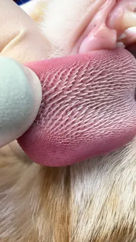 Avez-vous déjà observé la langue d’un chat de près ? 👅🐱 Sa surface, semblable à du papier de verre, est recouverte de papilles cornées appelées papilles filiformes 🧬. Elles jouent un rôle essentiel : permettre au chat de se toiletter efficacement ✨, de saisir sa nourriture 🍗 et de boire de manière très précise 💧 Un détail fascinant qui en dit long sur l’adaptation de nos compagnons félins. 🐾 ☝🏻 si tu as des questions n’hésites pas à les poser en commentaire 😉