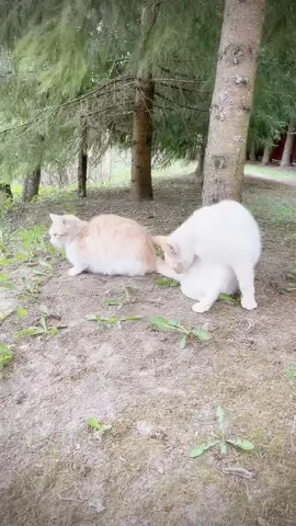 #fyp #кумыс #котеке #моидрузья 