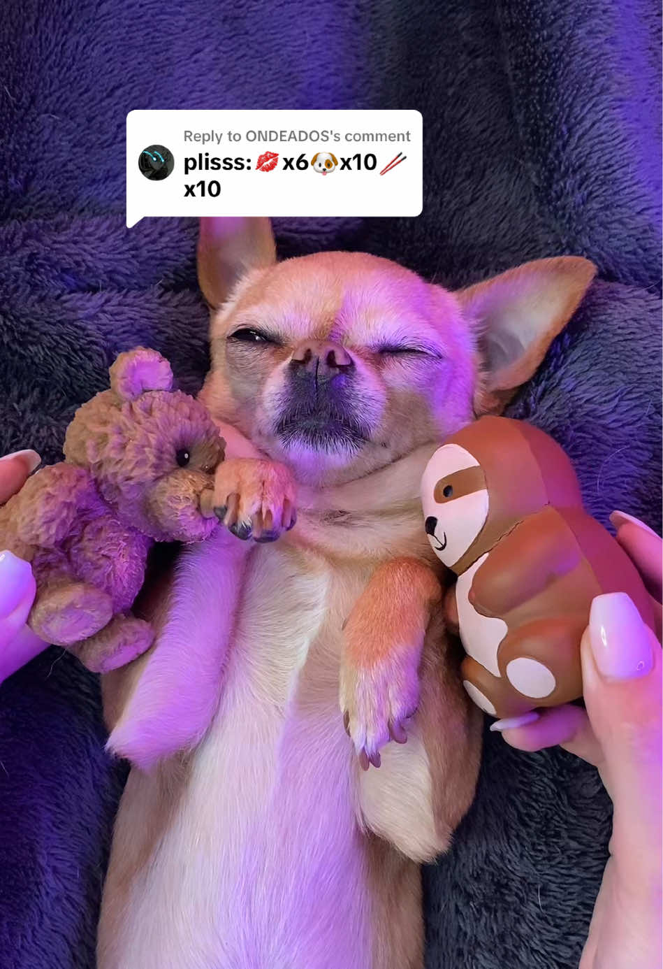 Replying to @ONDEADOS #recommendations #dogsoftiktok #relaxingvideos 