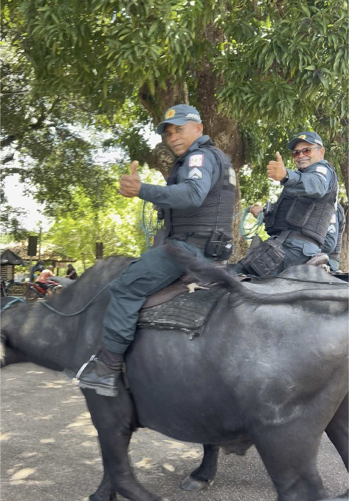 Polícia Militar montada em Búfalos  Soure 