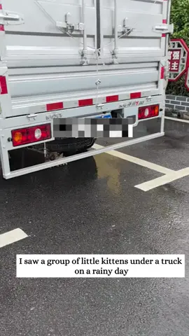 I saw a group of little kittens under a truck on a rainy day and then…#rescue #animals #fyp #kitten 