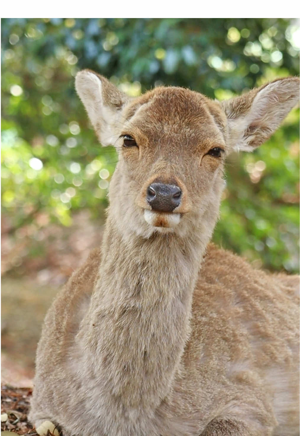 #奈良の鹿 #deer #鹿達の日常 