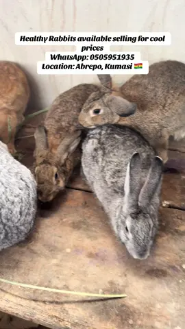 #wholehealth #doerabbit #buckrabbit #agriculture #agric #entrepreneur #youngfarmer #ghanatiktok🇬🇭#commercialfarming #rabbitry #farmlife #bunny #livestock #rabbits #PetsOfTikTok #cutebunny #babyrabbit #houserabbit #kumasi #bunnies #raisingrabbits #rabitsoftiktok #bunniesoftiktok #animalsoftiktok #available #selling #marketing 