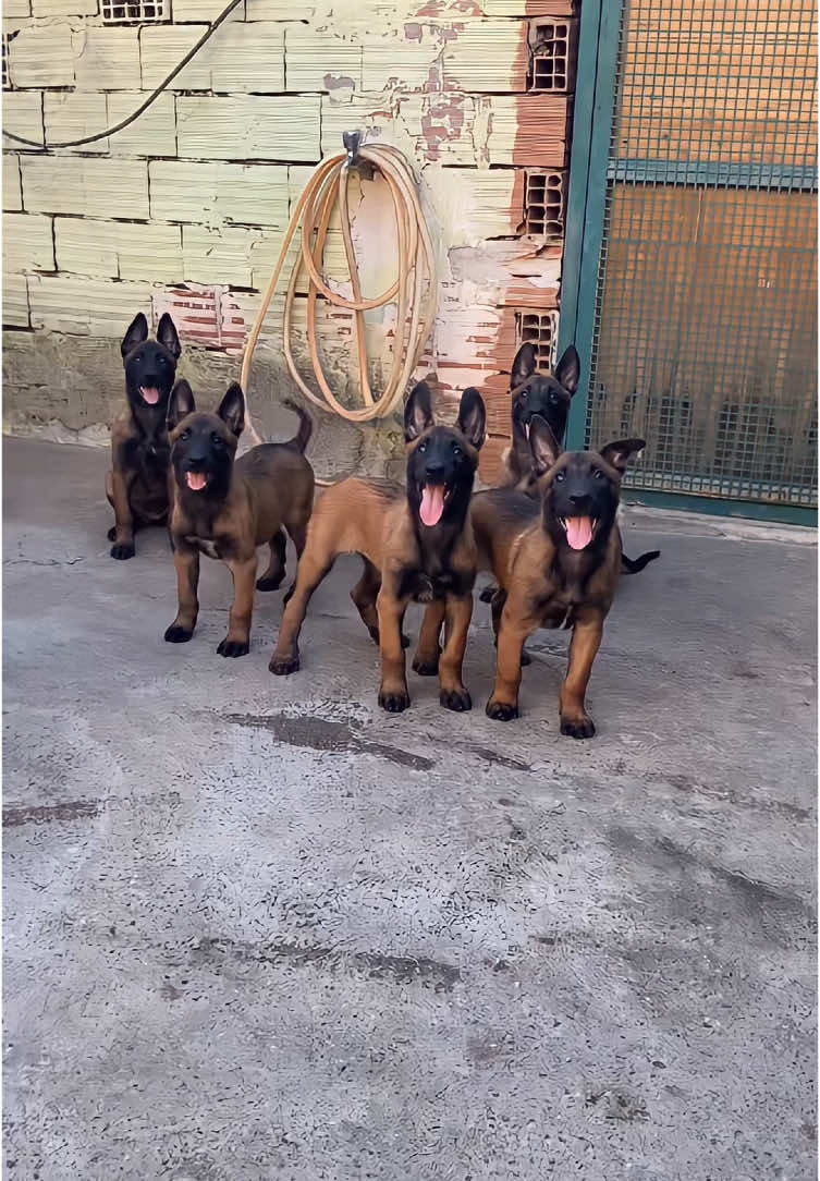 KanaS puppy #malinois #dog #malinoispuppy #türkiye #bursa 