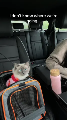 Turn this thing around!  #trendingcat #cattok #catsoftiktok #viralcatvideos 