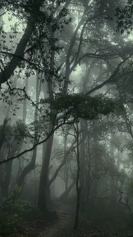 Lost in the mist. #woods #nature #peace 