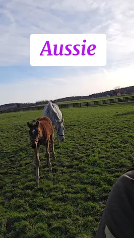 Aussie wanted some attention.  He actually followed me back to the barn stopping me 3 more times demanding more scratches !  #foalsof2025 #foalsoftiktok #foal #foalingseason2025 #thoroughbredfoal #fyp