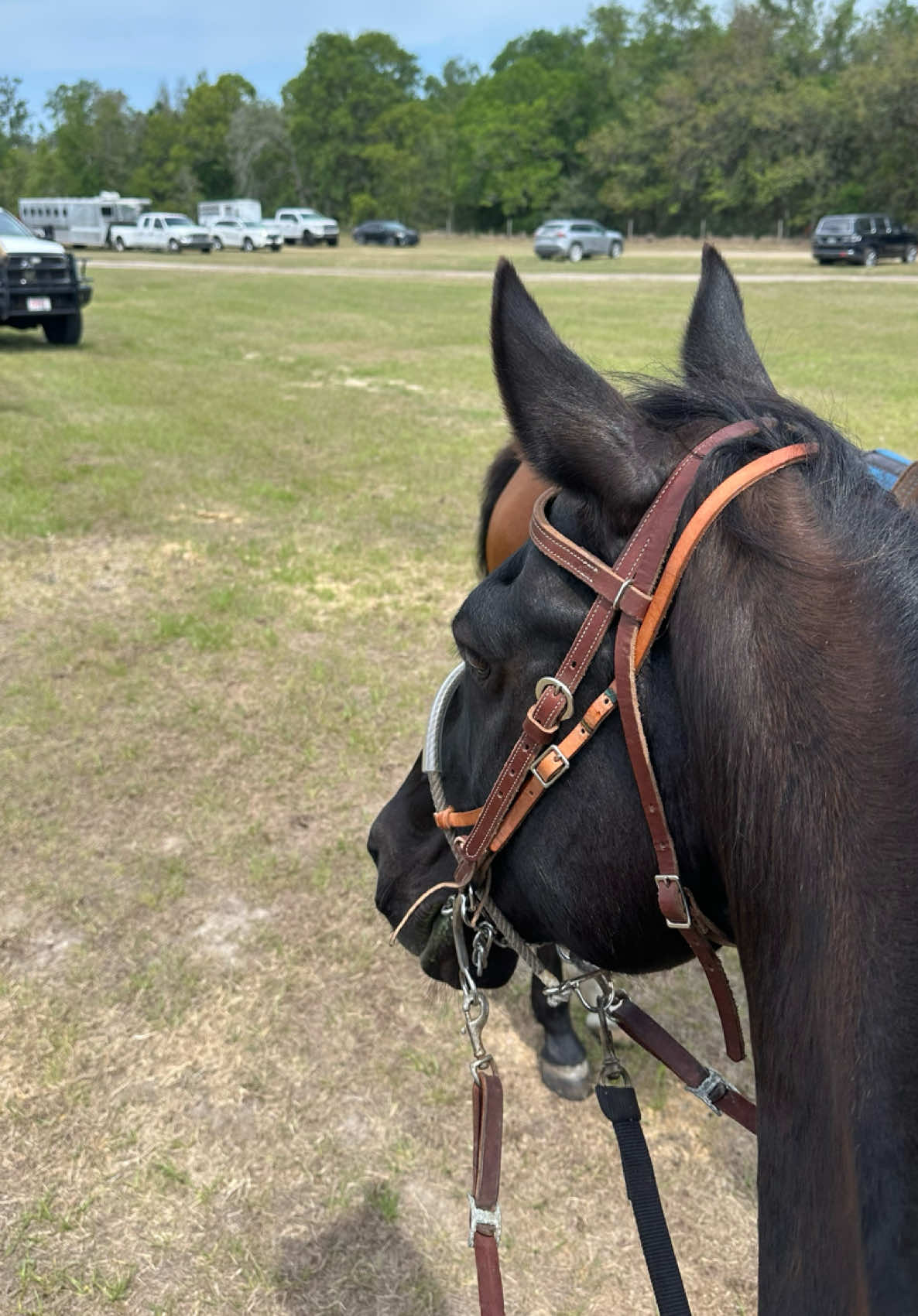 So proud of this boy!! #barrelracer #barrelracing #barrelrace #barrelhorse #barrelracingtok #barrelhorses #contentcreator #rodeo #fyp 