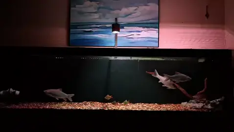 #RenunganDiri Terkadang yang memberi jawaban bukan manusia tapi situasi. #comtankpredatorfish #phoenixbarb #fypppppppppppppppppppppp 