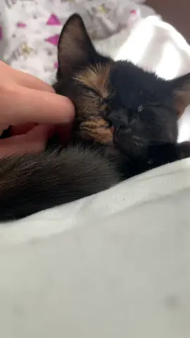 To co kotki lubią najbardziej 🥰#kotek #Zuli #kociara🐈 