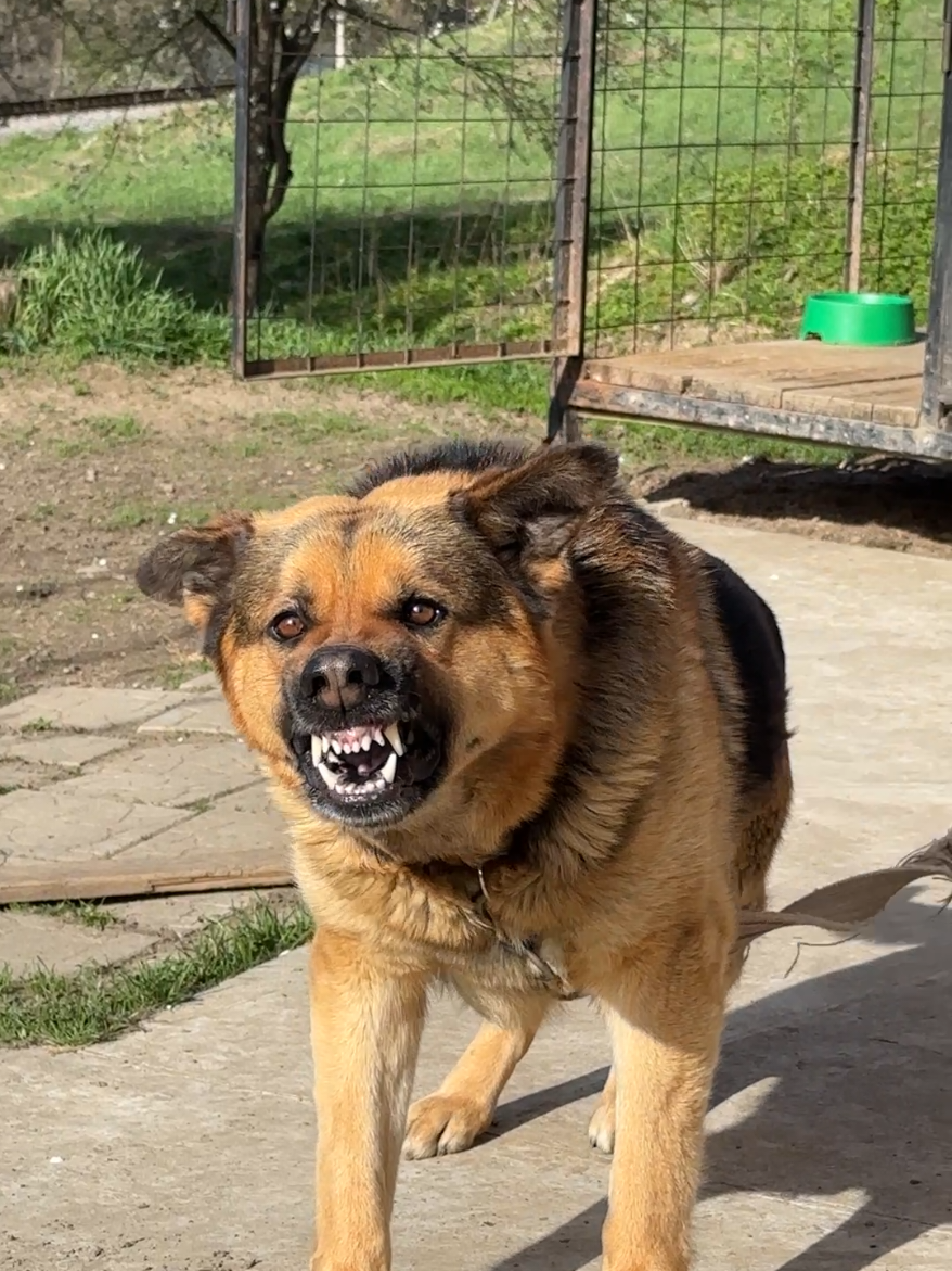 #овчарка #dogs #овчарканемецкая #немец #dogsoftiktok #germanshepherdsoftiktok #germanshepherd #german #smil #злаясобака #balerina 