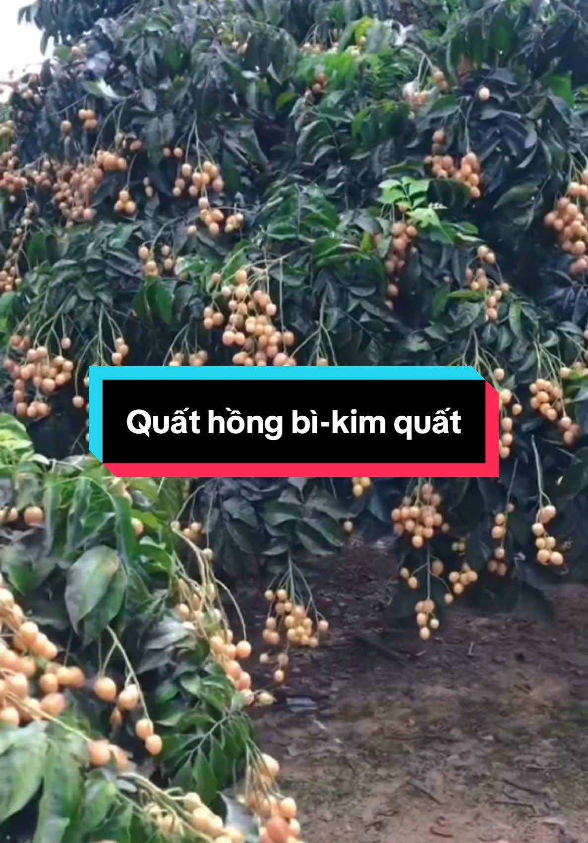 Cây giốnb quất hồng bì cao 30-35cm bầu dễ ổn định trồng nhanh cho trái