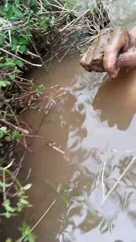 kumaha lamun belut na lepas ? saha nu ek newak 😢🤣 #mancing #belut  #petualang #mancingliar  #belutmonster #belutsawah  #fyp  #ngurek #sibolang 